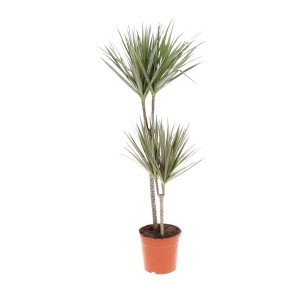 Dracena in vaso, pianta d'appartamento con foglie verdi e sottili.
