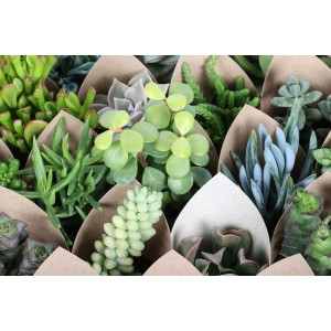 Vari cactus e piante grasse in confezioni di carta.