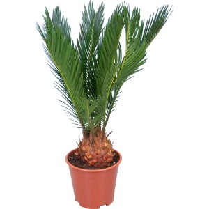 GROW by OBI palma da sago (Cycas Revoluta), ca. 45 cm di altezza, in vaso. Pianta d'appartamento con fronde verdi.