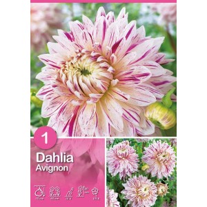 Dalia 'Avignon' in bianco-porpora, fiore estivo bicolore per aiuole e fiori recisi.