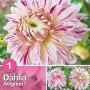 Dalia 'Avignon' in bianco-porpora, fiore estivo bicolore per aiuole e fiori recisi.