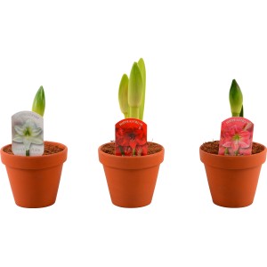 Amaryllis in vaso, 2 germogli, vari colori della pianta bulbosa.