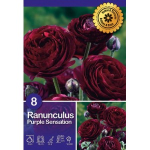 Ranuncolo viola scuro 'Purple Sensation' per balcone e terrazza. Fioritura estiva.