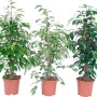 Tre Ficus benjamina in vaso con diverse colorazioni delle foglie.