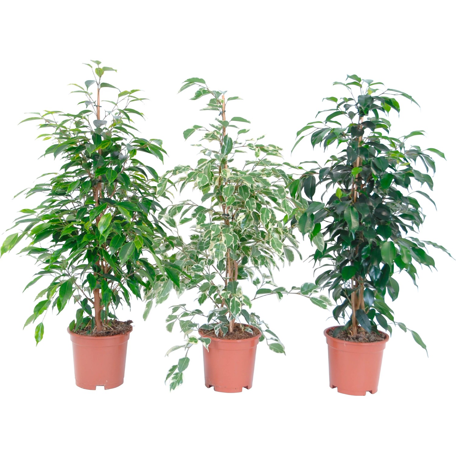 Tre Ficus benjamina in vaso con diverse colorazioni delle foglie.