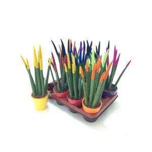 Piante grasse t.b.t. colorate in vasi su un vassoio.