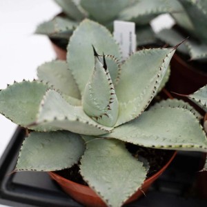 Agave pygmaea Dragon Toes piante grasse vaso Ø 15 cm