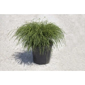 Thuja plicata `Whipcord`