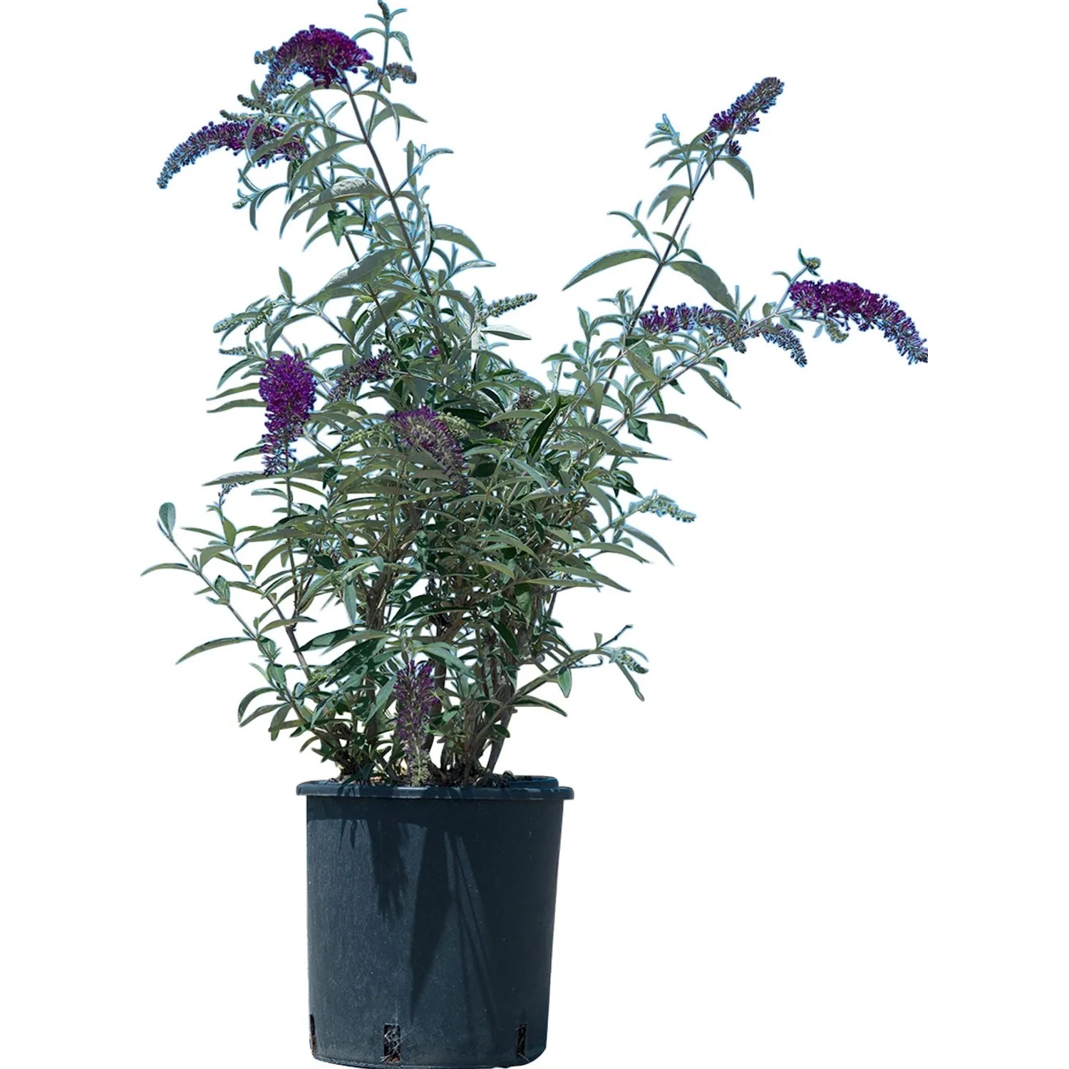 t.b.t. Buddleja davidii in vaso con fiori viola.