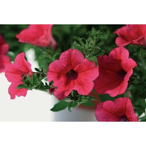 Fiori da balcone t.b.t. rosso vivo, ideali per terrazzi e balconi.