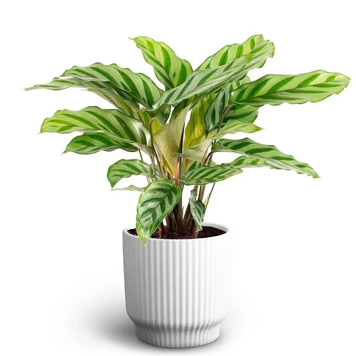 acquista Calathea da OBI