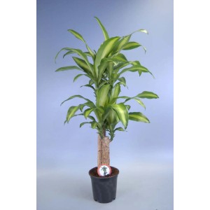 Dracena 't.b.t.' in vaso: Pianta da interno con foglie verde-gialle.