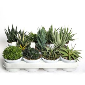 Haworthia Collezione pianta grassa vaso Ø 10 cm