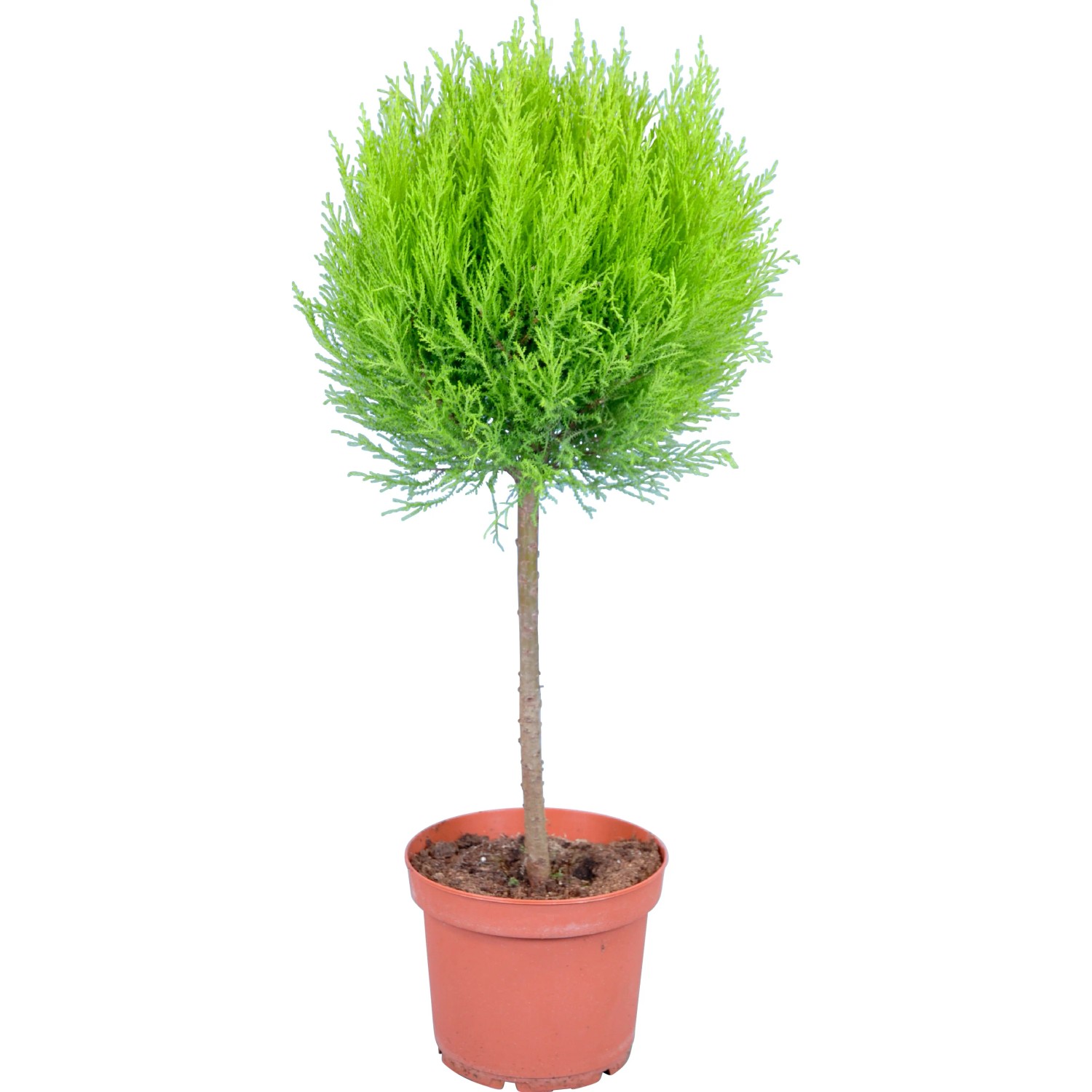 Cipresso Goldcrest a forma di sfera su fusto in vaso, pianta da interno verde chiaro.