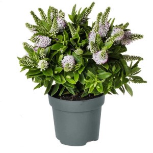 Veronica fiorita in vaso, fiori bianchi con accenti rosa e foglie verdi.