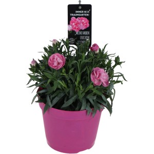 Garofano dei poeti OBI Doublelicious Macy in vaso, fiori rosa-viola. Pianta da vaso.