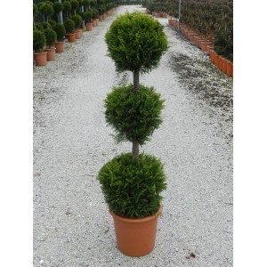 Cipresso gigante Castlewelland Gold potato come arte topiaria con tre sfere in vaso, altezza circa 110 cm.