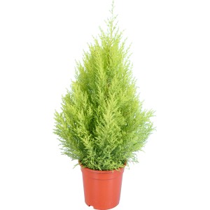Cipresso Goldcrest Piramide in vaso, pianta da interno verde chiaro.