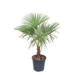 Piccola palma in vaso, pianta da interno.