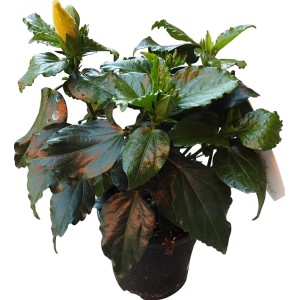 Ibisco in vaso con fiore giallo, ideale per balconi e terrazzi.