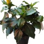 Ibisco in vaso con fiore giallo, ideale per balconi e terrazzi.