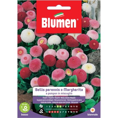 Blumen Bellis perennis o Margherita pompon