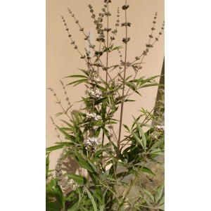 Arbusto t.b.t. con foglie verdi e fiori bianchi.