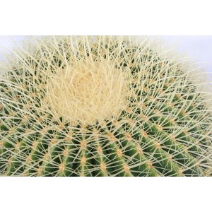 Primo piano di un cactus t.b.t. con spine gialle.