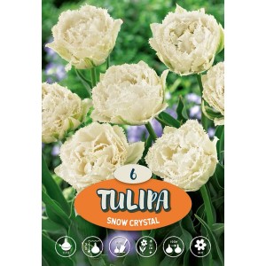 Tulipani bianchi Snow Crystal con petali frangiati, ideali per aiuole e vasi.