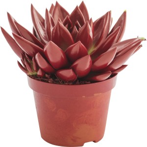 Pianta d'appartamento t.b.t. con foglie rosse in vaso per interni.