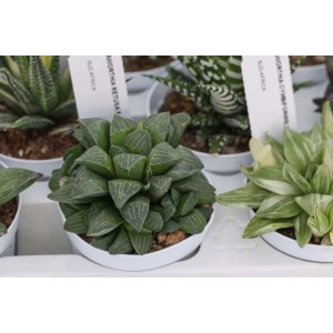 Succulenta t.b.t. verde in vaso bianco.