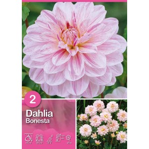 Dalia Bonesta Rosa-Bianco: Fiore bicolore con delicati petali rosa e bianchi.