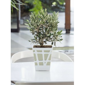 Olivo in vaso con vaso bianco, adatto come pianta decorativa da interno.