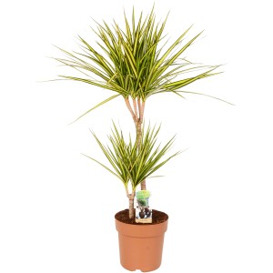 Dracaena Sunray (Dracaena Marginata) in vaso, altezza 80-90 cm, con foglie bicolore.