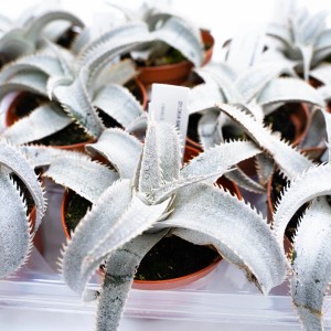 Molti cactus t.b.t. in vaso. Succulente con foglie e spine bianco-argento.