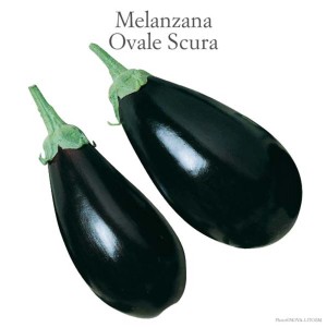 Due melanzane ovali scure (Ortaggi da frutto).