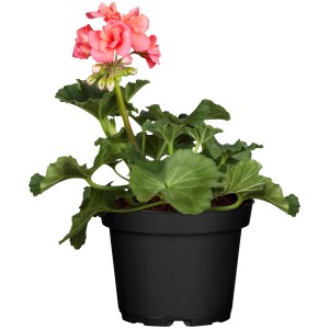 Geranio eretto (Pelargonium Zonale) in vaso, ca. 10,5 cm Ø, con fiori rosa.