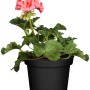 Geranio eretto (Pelargonium Zonale) in vaso, ca. 10,5 cm Ø, con fiori rosa.