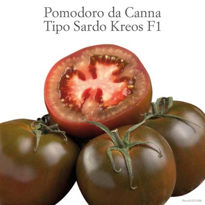Pomodoro sardo innestato Kreos vaso 14 cm