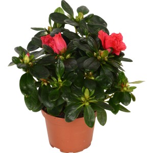Mix di azalee in vaso, circa 9 cm, con fiori rossi e foglie verdi.
