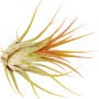 Primo piano di una singola Tillandsia. Pianta aerea con foglie sottili e verdi, facile da curare e decorativa.