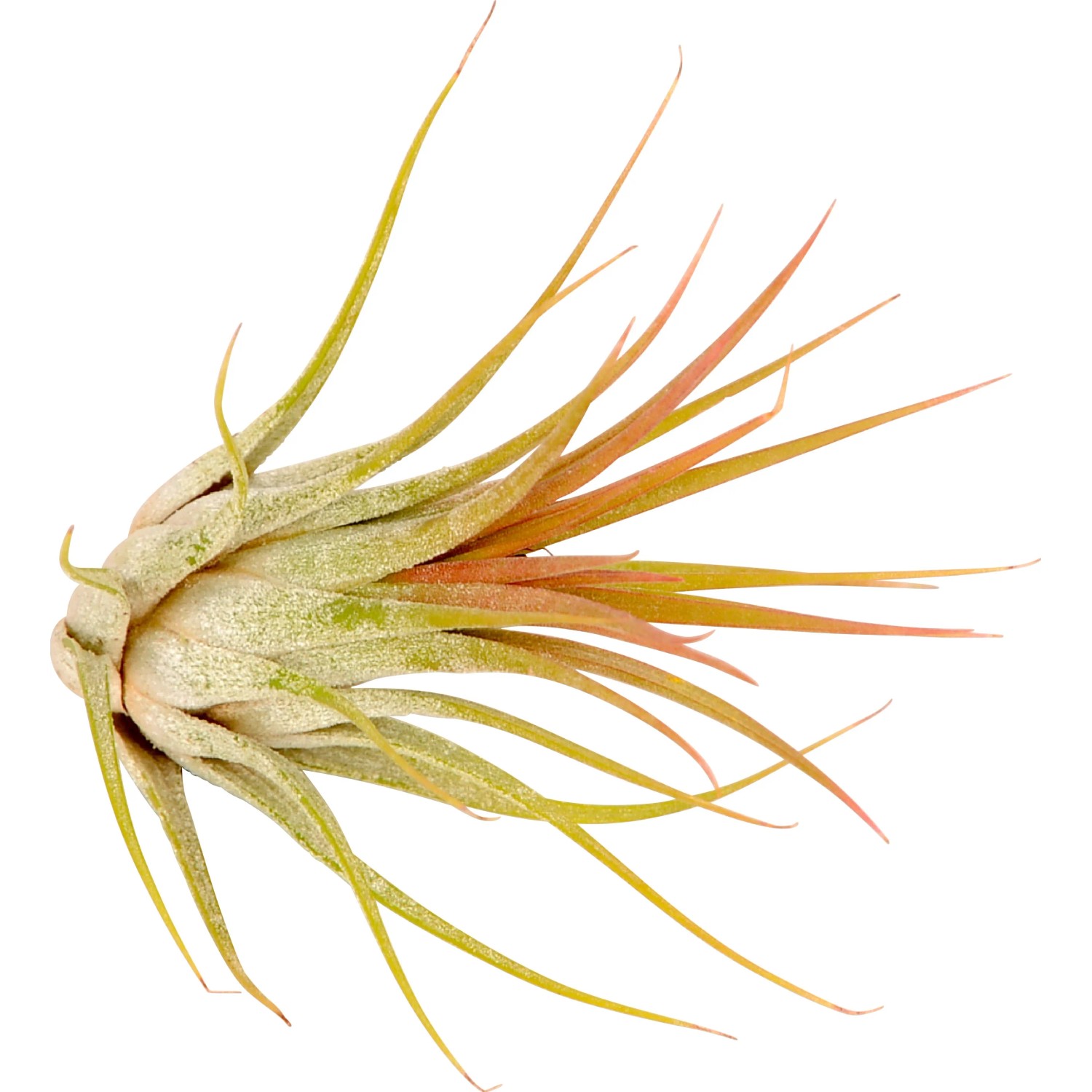 Primo piano di una singola Tillandsia. Pianta aerea con foglie sottili e verdi, facile da curare e decorativa.