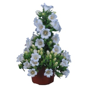 Campanula Mary Mee bianca in vaso, pianta fiorita decorativa per casa e giardino.