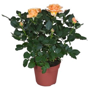Rosa arancione GROW by OBI in vaso (Ø 13 cm). Pianta fiorita decorativa per interni e balcone.