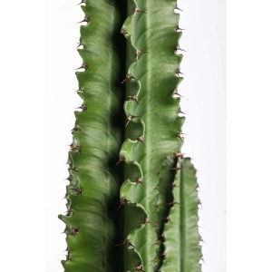 Primo piano di una succulenta verde t.b.t. con spine.