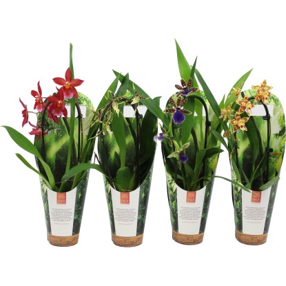 Orchidea Cambria assortita 1 stelo H 35-50 cm vaso Ø 9 cm