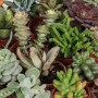 Diverse piante grasse in vaso, ideali per interni.