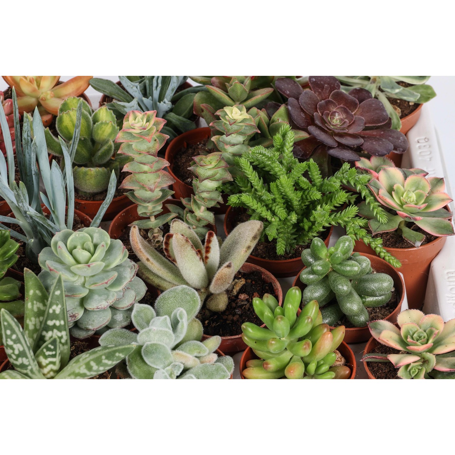 Diverse piante grasse in vaso, ideali per interni.