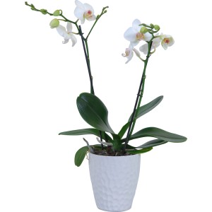 Orchidea farfalla bianca (2 steli) in vaso di ceramica, diametro vaso circa 12 cm.