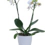Orchidea farfalla bianca (2 steli) in vaso di ceramica, diametro vaso circa 12 cm.